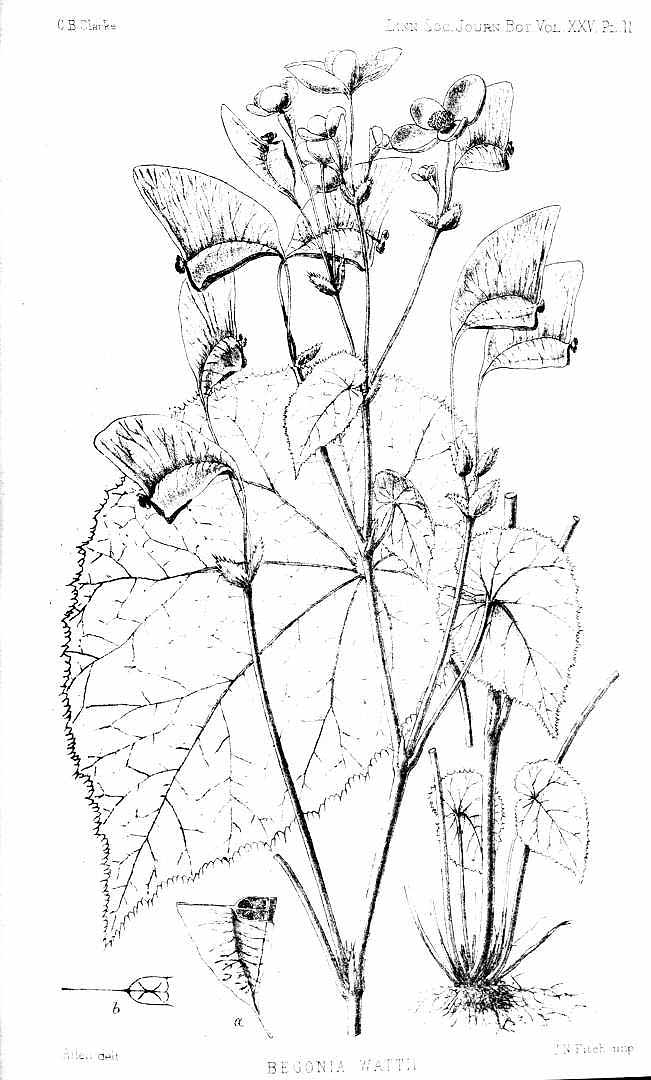 B. wattii